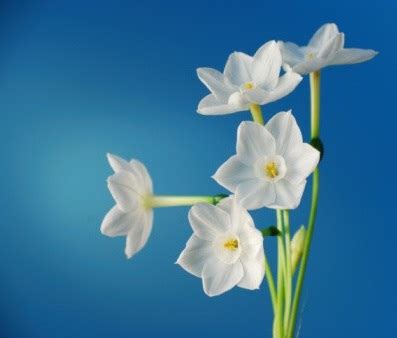 Yard and Garden: Forcing Paperwhite Narcissus | News