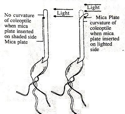 Auxin: Overview, Discovery, Types of auxins, Bioassay, Auxin Functions