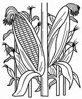 Cornstalk In The Corn Field Coloring Page  Kids Play Color sketch template