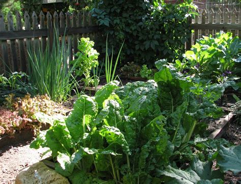 earth home garden: Greens, Eggplant, & Onions...