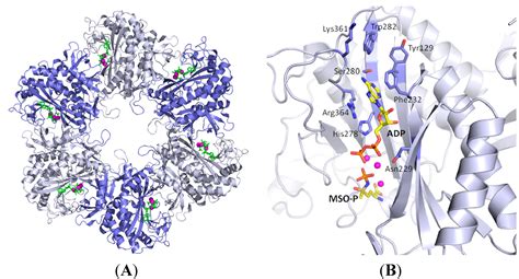 Molecules | Free Full-Text | Inhibition of Glutamine Synthetase: A ...