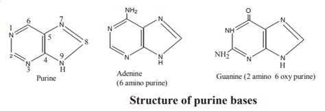 Purine bases: Structure and Properties