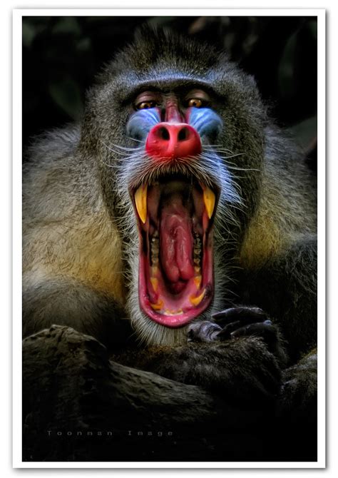 Mandrill Baboon Attack