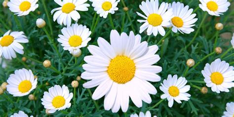 Daisy Care - How to Plant & Grow Outdoor Daisy Flowers in a Garden