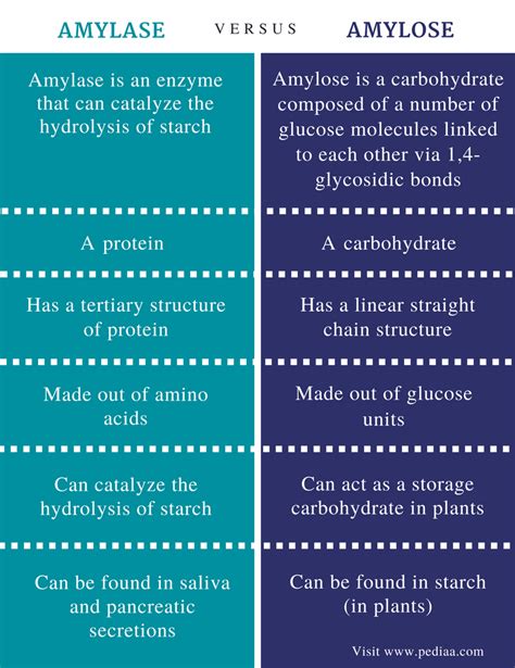 Difference Between Amylase and Amylose | Definition, Structure, Role in Our Body