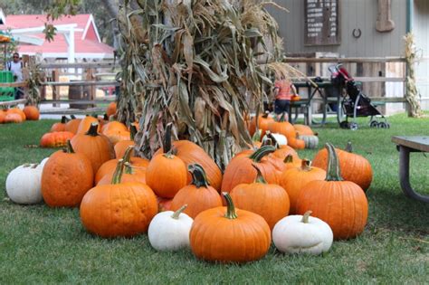 Irvine Park Railroad Pumpkin Patch — Cleverly Catheryn