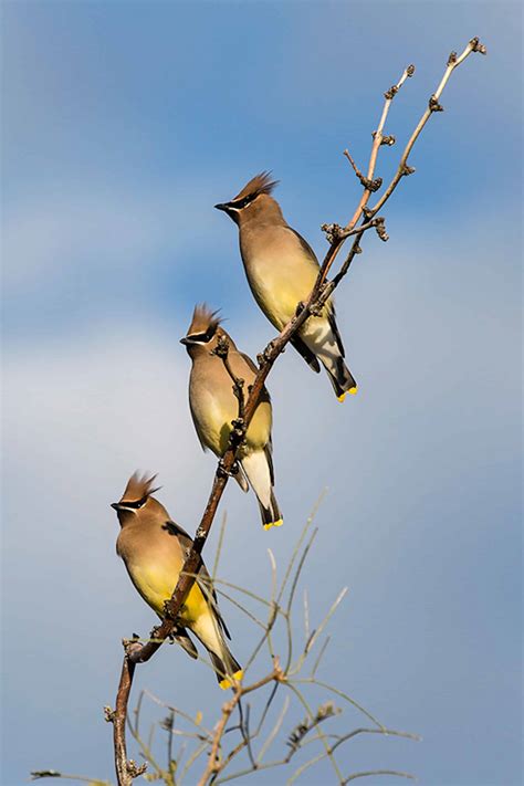 Cedar Waxwing