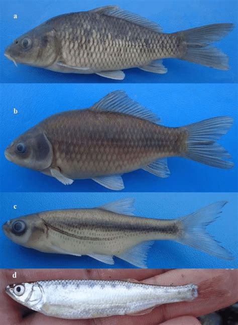 Some Cyprinid species collected in sampling sites.a, Cyprinus carpio ...