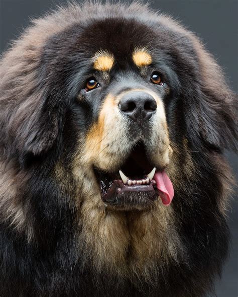 Rare Dog Breeds: Discover 10 Rare Dogs From Around The World