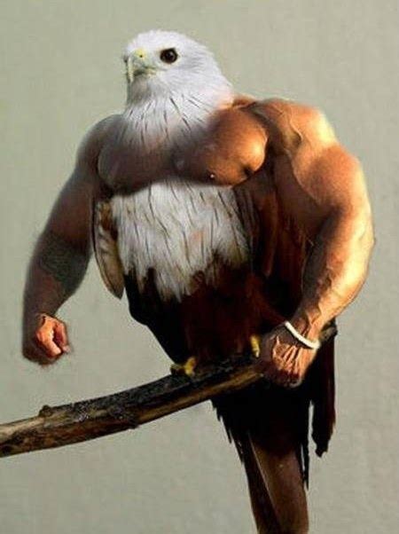 Funny Eagle Pictures Funny Photoshopped Pictures » Strongest Eagle