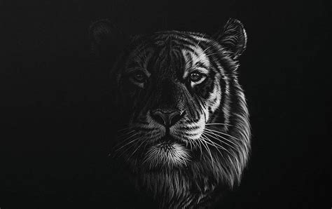 Stunning Realistic Wildlife White on Black Drawings - Tiger Portrait