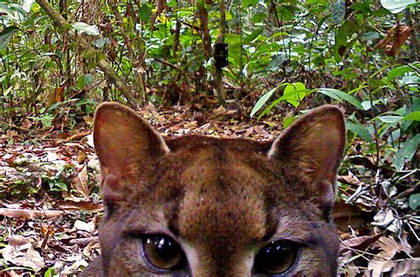 Finding gold in Gabon - the golden cat - Africa Geographic