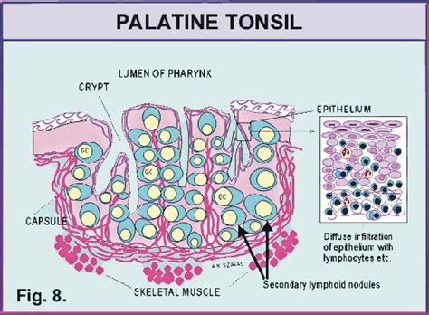 Development of palatine tonsils, tongue and thyroid gland – MistryLand