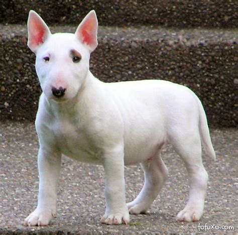 Bull Terrier - Raças de Cachorros