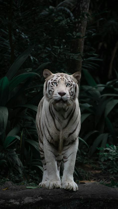 500+ White Tiger Pictures [HD] | Download Free Images on Unsplash