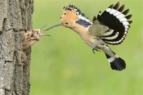 Pin on The Hoopoe...a colorful bird