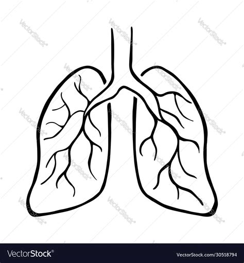 Human lungs black and white simple Royalty Free Vector Image