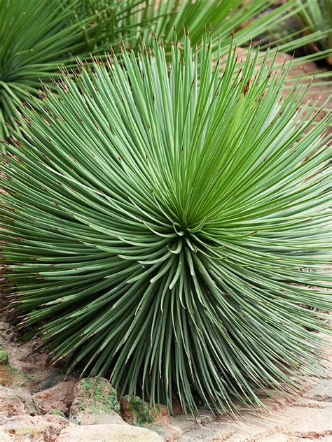 Porcupine Agave Plant (agave geminiflora) – Urban Xeriscape