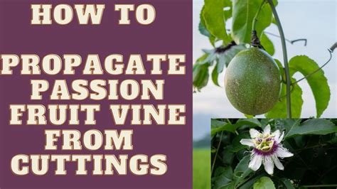 How to Propagate Passion Fruit Vine From Cuttings||Passiflora edulis | Passion fruit ...