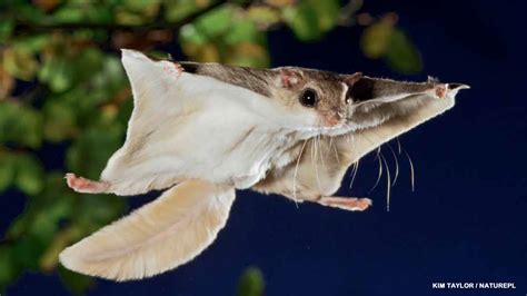 Gliders! - NWF | Ranger Rick