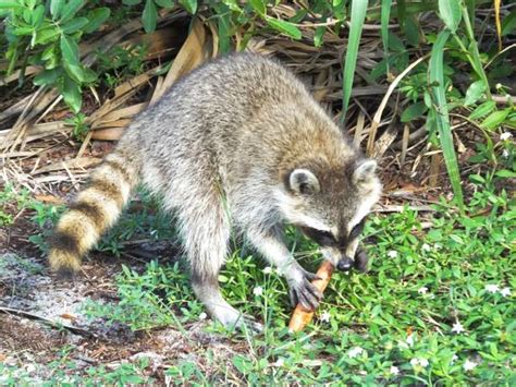 Best Raccoon Eating Stock Photos, Pictures & Royalty-Free Images - iStock