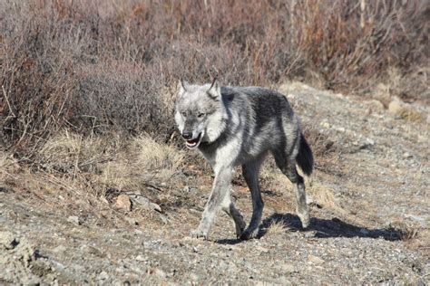 Wolves Hard to See At Denali | KUAC