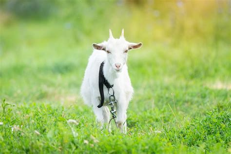 goat on grass (1427949) | Animals | Design Bundles