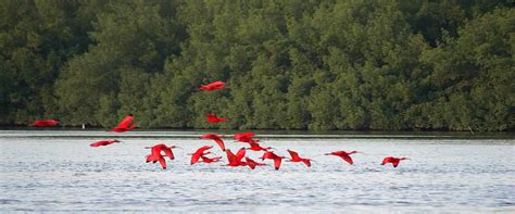 A Birdwatcher’s Paradise: Destination Trinidad and Tobago | Tours, Holidays, Vacations and ...