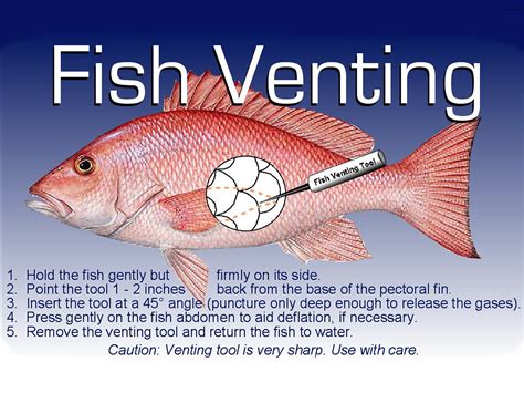 Why Do You Vent a Fish? - Fishing Form