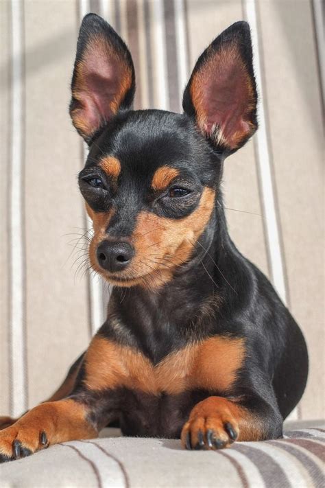 Pin by Mcd on Pinscher Zeus | Miniature doberman pinscher, Miniature pinscher dog, Miniature ...