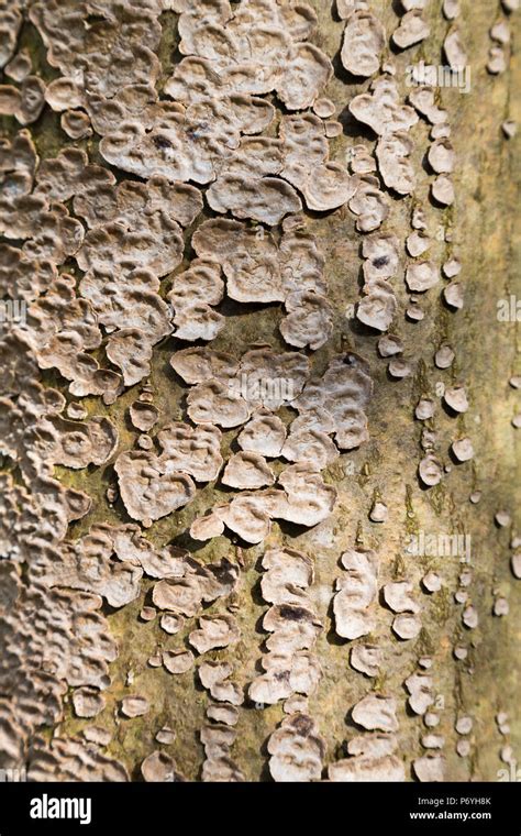 Aspen's peeling bark Stock Photo - Alamy