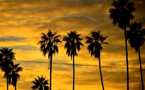 Palm tree silhouette at sunset wallpaper - Nature wallpapers - #47232