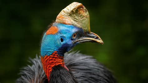 Cassowary Attack Wounds