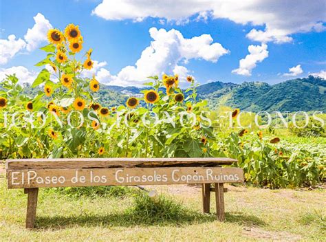 El Paseo de los Girasoles Copán Ruinas: paraíso floral de la ciudad maya