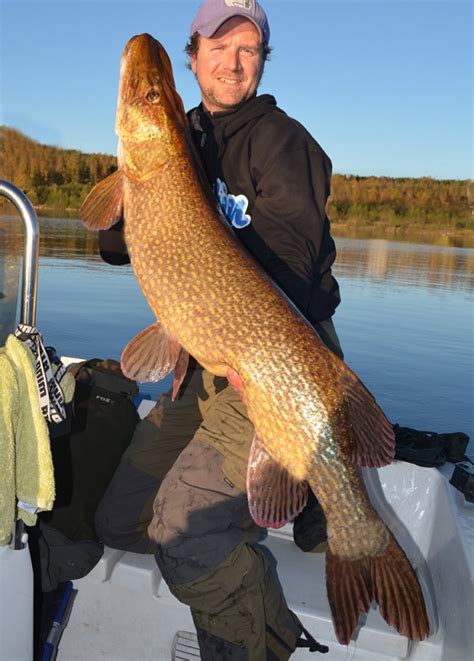 Big Fishes of the World: NORTHERN PIKE page 3