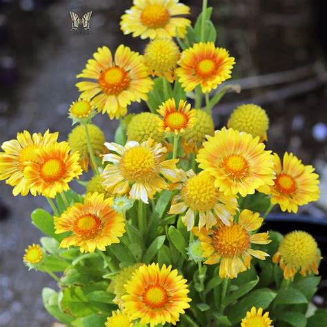 Gaillardia Seeds - 10 Gaillardias - Perennial Flower Seeds