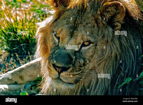 Lion eyes close up hi-res stock photography and images - Alamy