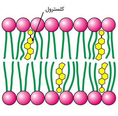 کلسترول چیست؟