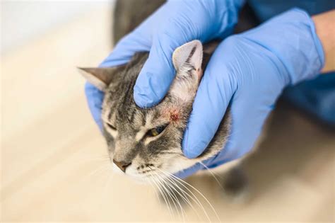 Warbles in Cats (Wolf Worm): Causes, Treatments & Preventions