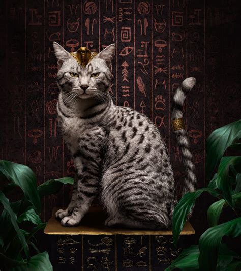 Egyptian Mau Cat Personality and Behavior