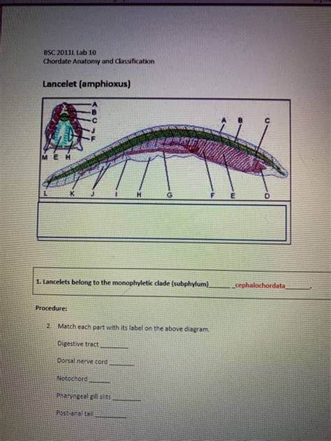 (Get Answer) - BSC 2011 Lab 10 Chordate Anatomy And Classification Lancelet...| Transtutors