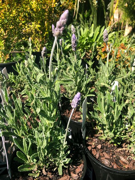 French Lavender — Rockbank Nursery