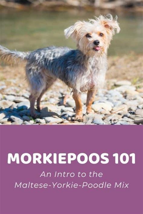 Morkiepoo 101: An Intro to the Maltese-Yorkie-Poodle Mix - Doodle Doods