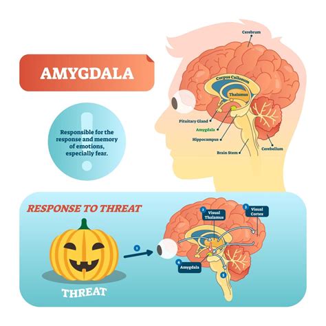 Amygdala Hippocampus Prefrontal Cortex