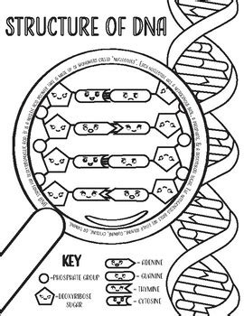 Dna Coloring Pages