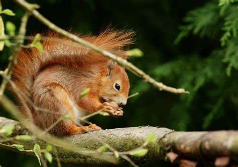 Nut Opening | Seen at the British Wildlife Centre, Newchapel… | Flickr