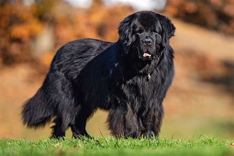 Newfoundland Dog Breed Information & Characteristics