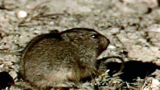 Lemming migratory, dietary, and reproductive habits | Britannica