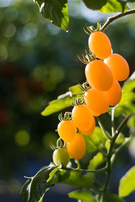 Close Up Yellow Cherry Tomato Growing in Field Plant Agriculture Farm ...