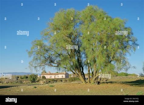 Mount Etna broom and refuge of Brooms Plain in Etna National Park ...